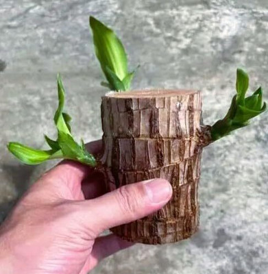 Cloud Farm Mini Brazalian wood(Hybrid, Pack of 1)