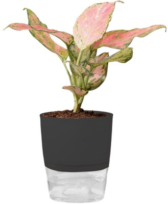 Greenery Aglaonema Plant(Pack of 1)