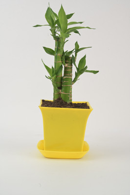 AVR with Happiness inhouse Lotus Plant(Pack of 1)