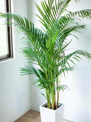 MAMONI TRADERS Areca Plam(Hybrid, Pack of 1)