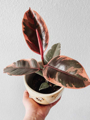 Aquinnah Rubber Tree(Hybrid, Pack of 1)