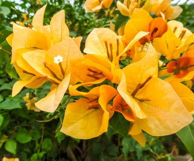 MagicQueen Bougainvillea Plant(Hybrid, Pack of 1)