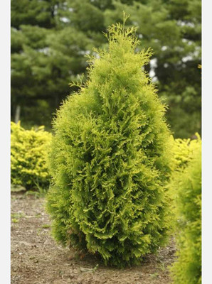 DEBNATHNURSERY Golden Boston Fern(Hybrid, Pack of 1)