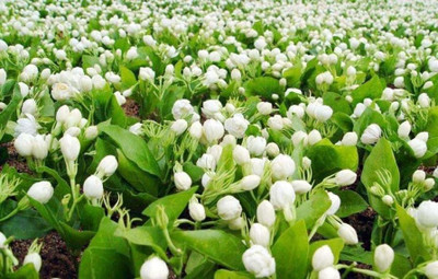 Bakuchi Jasmine Plant(Hybrid, Pack of 1)