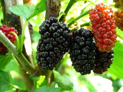 ARYAN EVERGREEN Shahtoot/Mulberry Plant(Hybrid, Pack of 1)