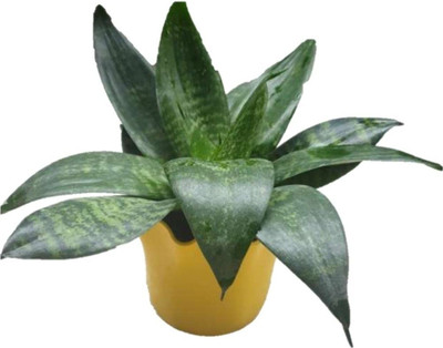 NurseryFriends Snake Plant(Hybrid, Pack of 1)