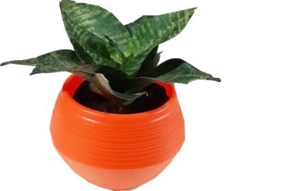 Oxygreenplant Snake Plant(Hybrid, Pack of 1)