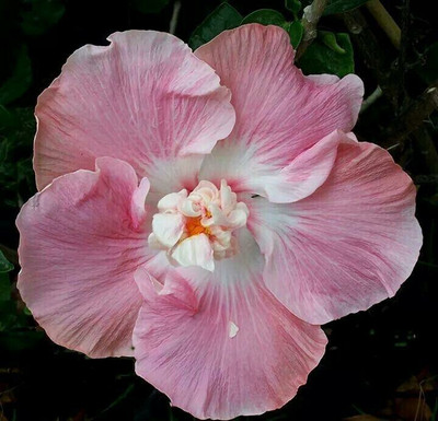 Beautiful Blooms Hibiscus Plant(Hybrid, Pack of 1)