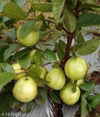 Sarika Guava Plant(Hybrid, Pack of 1)