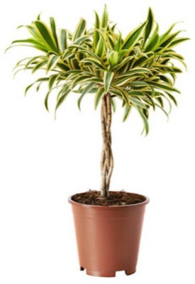 BioTech Gardening Peace Lily Plant(Hybrid, Pack of 1)