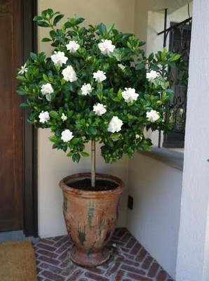 the green dotcom Jasmine Plant(Hybrid, Pack of 1)