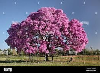 KUMUBON Tabebuia rosea(Hybrid, Pack of 1)