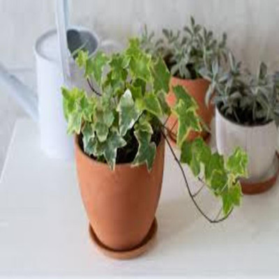 Puspita English Ivy Plant(Hybrid, Pack of 1)