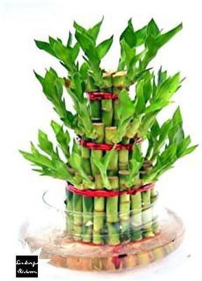 SKDIYA Two Layer Bamboo Plant(Hybrid, Pack of 1)