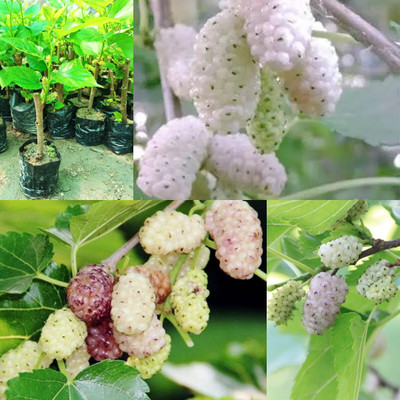 Cloud Farm Shahtoot/Mulberry Plant(Hybrid, Pack of 1)