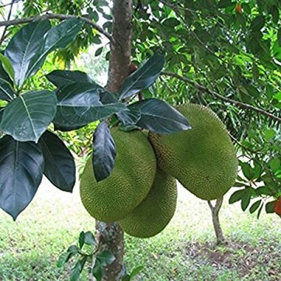 dream shop now Jack Fruit Plant(Hybrid, Pack of 1)