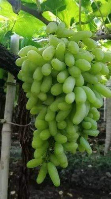 angur Grapes Plant(Hybrid, Pack of 1)