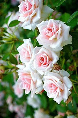 Mohomaya Rose Plant(Hybrid, Pack of 1)