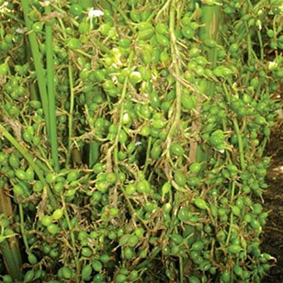 CYBEXIS HUA-82 - Cardamom Hybrid Elaichi Tree - (60 Seeds) Seed(60 per packet)
