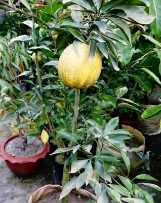 thai misti veriget malta Malay Apple Plant(Hybrid, Pack of 1)