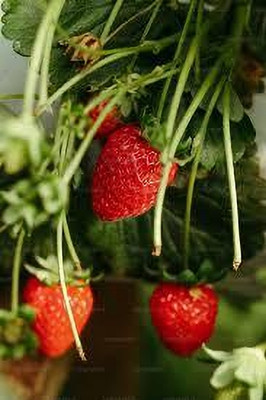 BREEZY BLOOMS Strawberry Plant(Hybrid, Pack of 1)