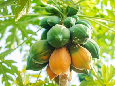 DEYS AGRO ™ f1 hybrid papaya seeds, taiwan red lady 786 papaya seeds, dwarf papaya seed Seed(145 per packet)