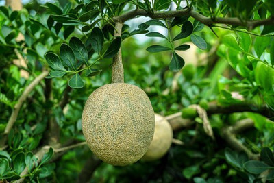 SINGLE BOY PLANT Wood Apple Plant(Hybrid, Pack of 1)