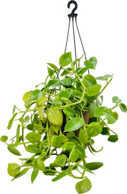 Hug A Plant Peperomia Green Creeper Plant(Hybrid, Pack of 1)