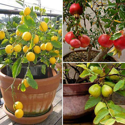 Cloud Farm Lemon Plant, Guava Plant, Pomegranate Plant(Hybrid, Pack of 3)