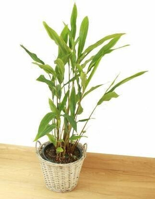 PB REBA PLANT Elaichi/Cardamom Plant(Hybrid, Pack of 1)