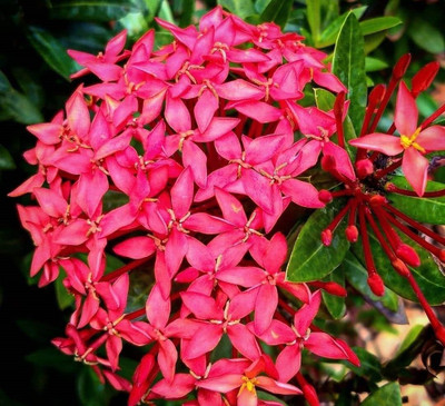 Bakuchi Trothic Ixora/Chethi Plant(Hybrid, Pack of 1)