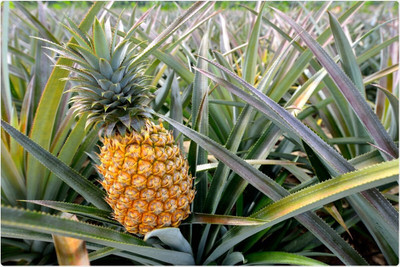 Platone Pine Apple Plant(Hybrid, Pack of 1)