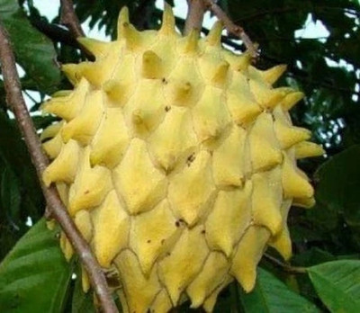 Greenery Nursery Custard Apple Plant(Hybrid, Pack of 1)