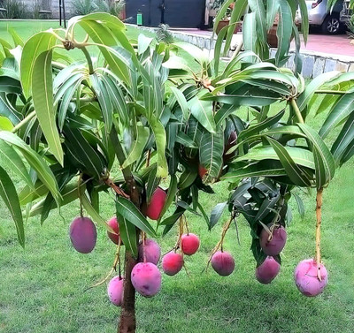 KK Farm Mango Plant(Hybrid, Pack of 1)