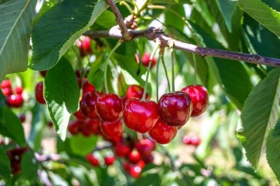 AGRAWBIC Cherry Fruit Plant(Hybrid, Pack of 1)