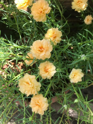 Lorvox 12'0 Clock Flower Seed(85 per packet)