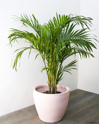 BISWAS GARDEN Areca Palm(Hybrid, Pack of 1)