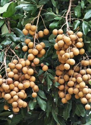 Aquinnah Graden Dragon Tree(Hybrid, Pack of 1)