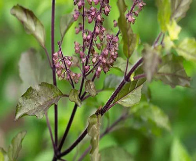 Aywal Krishna Tulsi Seeds/ Shyam Tulsi/ Black Tulsi Holy Basil Seed(60 per packet)