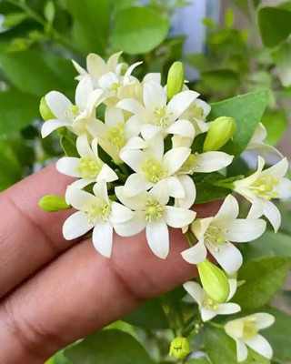 PetalPath Madhu Kamini Plant(Hybrid, Pack of 1)