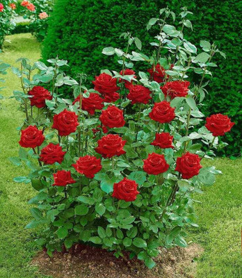 sikder store Rose Plant(Hybrid, Pack of 1)