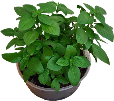 PB EVERGHREEN Basil Plant(Hybrid, Pack of 1)