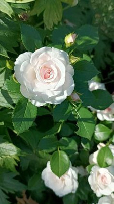 MAITRA AND SONS Rose Plant(Hybrid, Pack of 1)