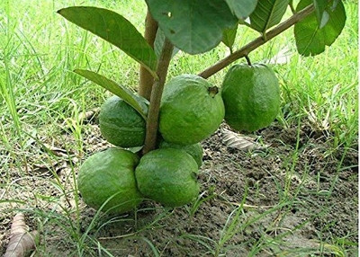 THEGREEN Guava Plant(Hybrid, Pack of 1)