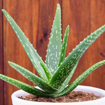 priyashitaNursery Aloe Vera Plant(Hybrid, Pack of 1)