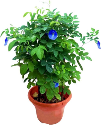 BerryBreeze Aparajita/ Butterfly Pea Plant(Pack of 1)