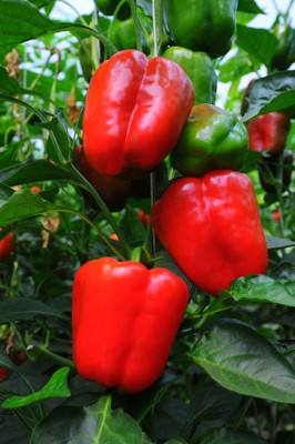 Seedsqlty red capsicum seeds Seed(10 per packet)
