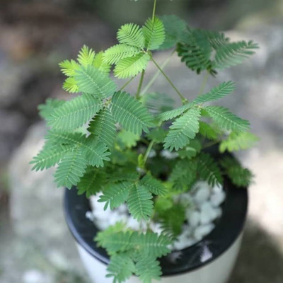 ibains Shy Plant(Hybrid, Pack of 1)