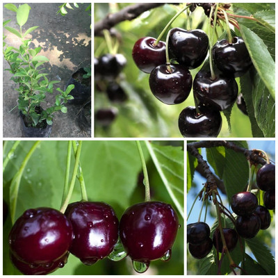 Cloud Farm Cherry Fruit Plant(Hybrid, Pack of 1)