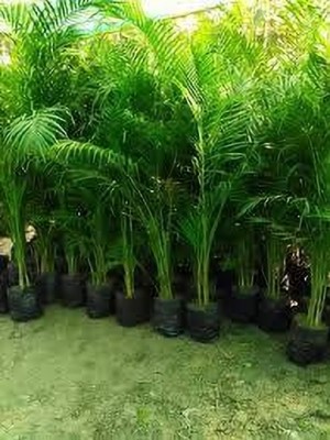 ZOOMGREEN Areca Palm(Hybrid, Pack of 1)